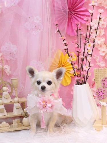 20250306ミルクちゃん